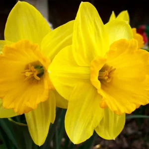 Colorful Tulip & Daffodil Bulbs Mix - Spring Flower Garden Ready - 10-24