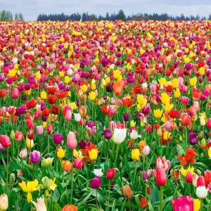 Colorful Tulip & Daffodil Bulbs Mix - Spring Flower Garden Ready - 10-24