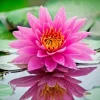 Colorful Water Lily & Lotus Seeds - Easy Grow Aquatic Pond Plant - Image 1