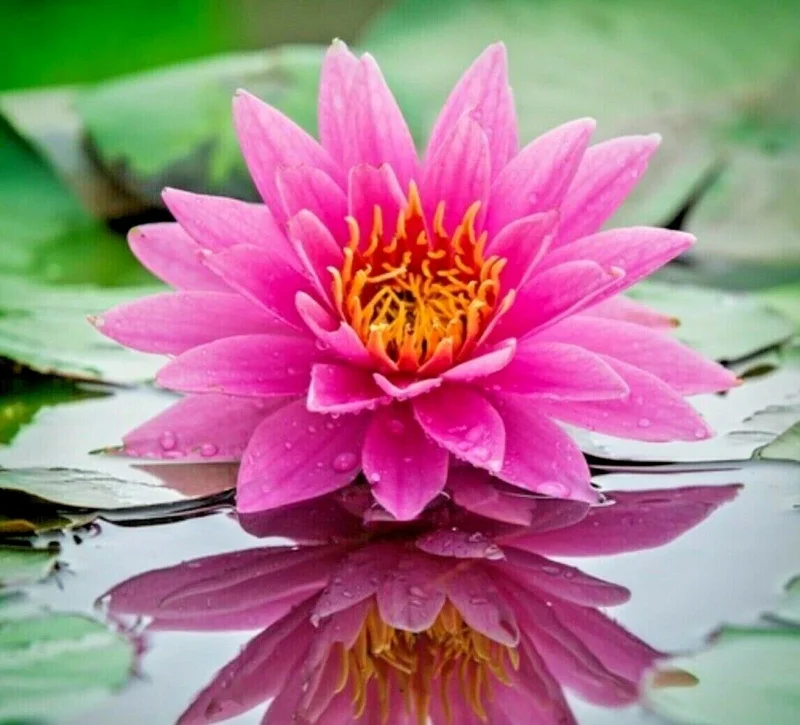 Colorful Water Lily & Lotus Seeds - Easy Grow Aquatic Pond Plant - Image 1