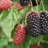Columbia Star Blackberry Live Plant - Thornless Rubus Starter Plug - USDA Zones 5-8 - Image 1