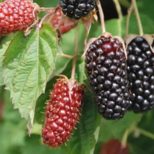 Columbia Star Blackberry Live Plant - Thornless Rubus Starter Plug - USDA Zones 5-8 - Image 5