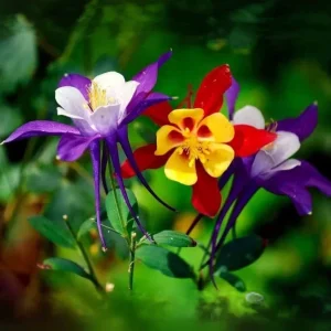 Columbine Flower Seeds Mix - 20 Rare Seeds, Blue Yellow White Red, Perennial Outdoor - Image 2