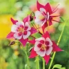 Columbine Flower Seeds Mix - 20 Rare Seeds, Blue Yellow White Red, Perennial Outdoor - Image 1