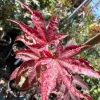 Columnar Red Japanese Maple Live Plant – 6" Pot – Outdoor Tree - Image 1
