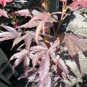 Columnar Red Japanese Maple Live Plant – 6