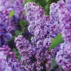 Common Lilac Purple Tree – 3 Bare-root Live Plants – 6-12 inches Tall – Outdoor Shrub - Image 1