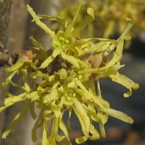 Common Witchhazel Bare Root Plant (Hamamelis Virginiana) - 2 Pack Outdoor Shrub - Image 2