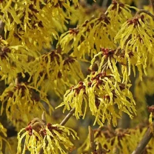 Common Witchhazel Bare Root Plant – Hamamelis Virginiana – 2 Pack Outdoor Shrub - Image 3