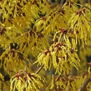 Common Witchhazel Bare Root Plant (Hamamelis Virginiana) - 2 Pack Outdoor Shrub - Image 3