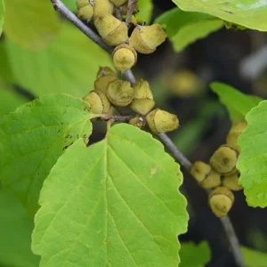 Common Witchhazel Bare Root Plant (Hamamelis Virginiana) - 2 Pack Outdoor Shrub - Image 1
