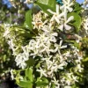 Confederate Jasmine Live Plant – Star Jasmine Vine – 6 inch Pot – Outdoor - Image 1
