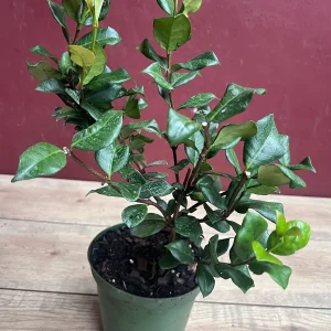 Confederate Jasmine Live Plant – Star Jasmine Vine – 6 inch Pot – Outdoor - Image 3