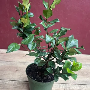 Confederate Jasmine Live Plant – Star Jasmine Vine – 6 inch Pot – Outdoor - Image 5