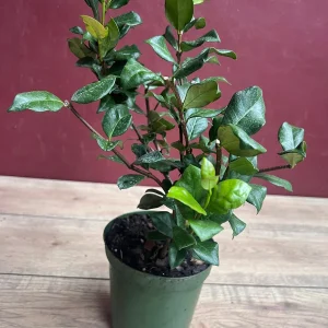 Confederate Jasmine Live Plant – Star Jasmine Vine – 6 inch Pot – Outdoor - Image 6