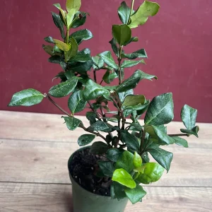 Confederate Jasmine Live Plant – Star Jasmine Vine – 6 inch Pot – Outdoor - Image 7