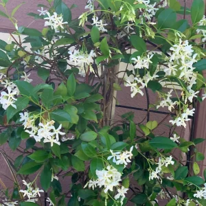Confederate Star Jasmine Live Plant - Fragrant Vine, 12