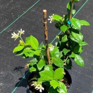 Confederate Star Jasmine Live Plant - Fragrant Vine, 12