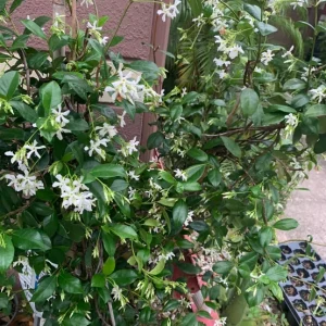 Confederate Star Jasmine Live Plant - Fragrant Vine, 12