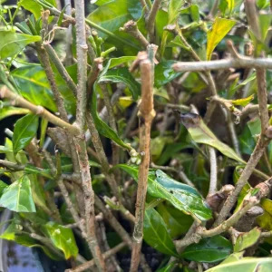 Confederate Star Jasmine Live Plant, Fragrant Vine, 12