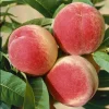 Contender Peach Grafted Fruit Tree – Cold-Hardy Bare-Root Peach - Image 1