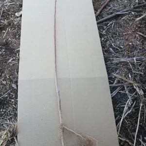 Contender Peach Tree Live Plant – Bare Root 2-3 ft Tall – Fruit Tree - Image 2