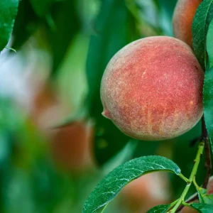 Contender Peach Tree Live Plant – Bare Root 2-3 ft Tall – Fruit Tree - Image 1