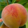 Contender Peach Tree Live Plant – Cold Hardy Grafted Bare Root Fruit Tree - Image 2