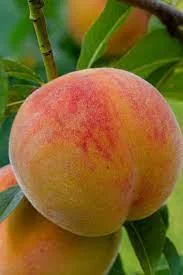 Contender Peach Tree Live Plant – Cold Hardy Grafted Bare Root Fruit Tree - Image 2