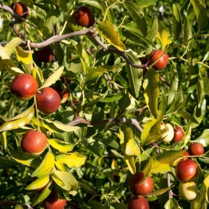 Contorted Jujube Live Plant - Grafted Tree, 4ft Tall, 3 Gallon Pot - Image 1