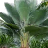 Copernicia Fallensis Giant Yarey Palm Live Plant - 3 Gallon Pot - Outdoor Palm - Image 1