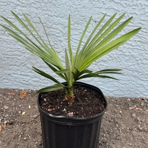 Copernicia Fallensis Giant Yarey Palm Live Plant - 3 Gallon Pot - Outdoor Palm - Image 2