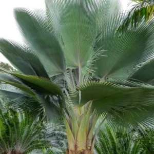 Copernicia Fallensis Giant Yarey Palm Live Plant - 3 Gallon Pot - Outdoor Palm - Image 1