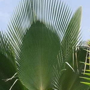 Copernicia Fallensis Giant Yarey Palm Live Plant - 3 Gallon Pot - Outdoor Palm - Image 6