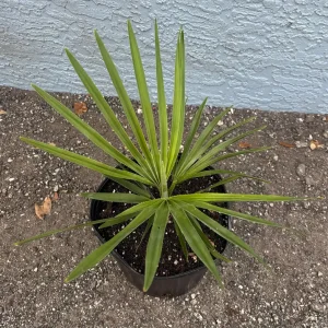 Copernicia Fallensis Giant Yarey Palm Live Plant - 3 Gallon Pot - Outdoor Palm - Image 7