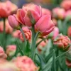 Copper Image Double Late Tulip - 5 Bulbs - 12/+ cm Bulbs - Image 1
