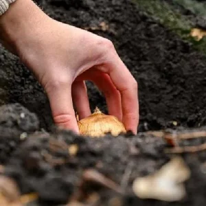 Copper Image Double Late Tulip - 5 Bulbs - 12/+ cm Bulbs - Image 3