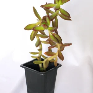 Coppertone Sedum Live Plant – 2 inch Pot – Succulent – Outdoor - Image 1