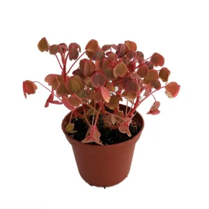 Coppertones Shamrock Live Plant – Oxalis – Indoor/Outdoor – 2.5" Pot - Image 2