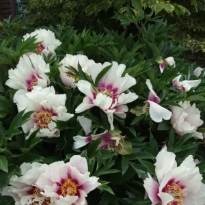 Cora Louise Itoh Peony Bareroot - 3-5 Eye Live Plant - White & Magenta Flowers - Image 2