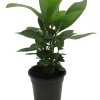 Coral Berry Live Plant - Ardisia humilis Houseplant - 4 inch Pot - Image 1