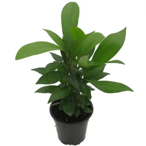 Coral Berry Live Plant - Ardisia humilis Houseplant - 4 inch Pot - Image 2