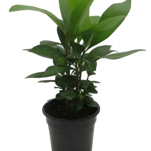 Coral Berry Live Plant - Ardisia humilis Houseplant - 4 inch Pot - Image 1