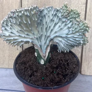 Coral Cactus Euphorbia lactea Cristata Live Succulent Plant 6 inch Pot Green White Pink - Image 10