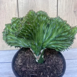 Coral Cactus Euphorbia lactea Cristata Live Succulent Plant 6 inch Pot Green White Pink - Image 3