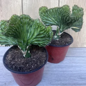 Coral Cactus Euphorbia lactea Cristata Live Succulent Plant 6 inch Pot Green White Pink - Image 4