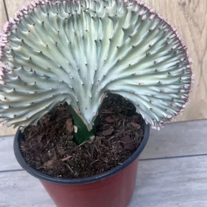 Coral Cactus Euphorbia lactea Cristata Live Succulent Plant 6 inch Pot Green White Pink - Image 5