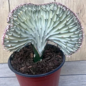 Coral Cactus Euphorbia lactea Cristata Live Succulent Plant 6 inch Pot Green White Pink - Image 7