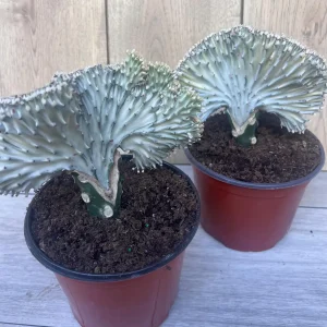 Coral Cactus Euphorbia lactea Cristata Live Succulent Plant 6 inch Pot Green White Pink - Image 8