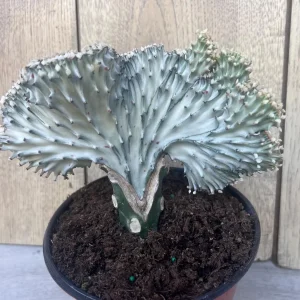 Coral Cactus Euphorbia lactea Cristata Live Succulent Plant 6 inch Pot Green White Pink - Image 9
